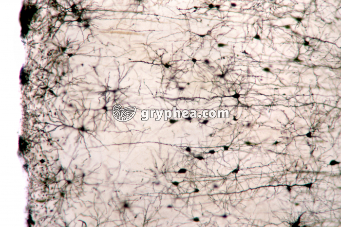 Neurones du cortex cérébral de Rat (axones et dendrites) x25 - gryphea.com